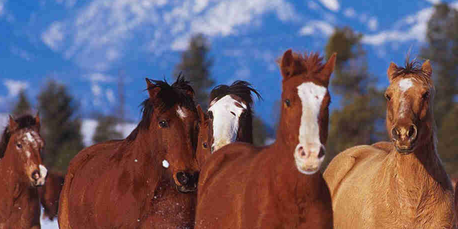 cheval