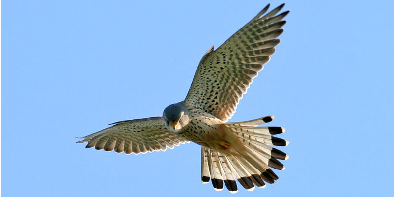 Faucon crécerelle. Famille des Falconidés. Ordre : Falconiformes