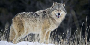 loup