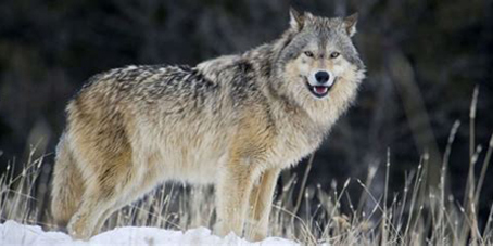 loup