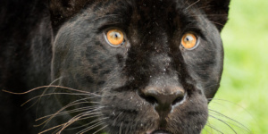 panther_1