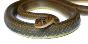 serpent
