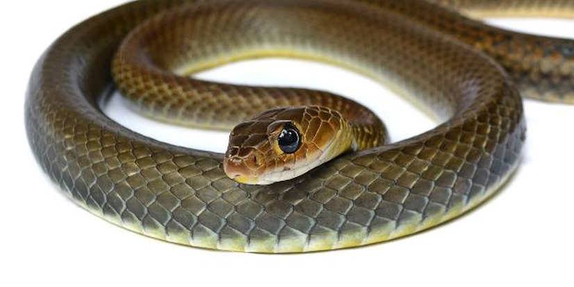 serpent