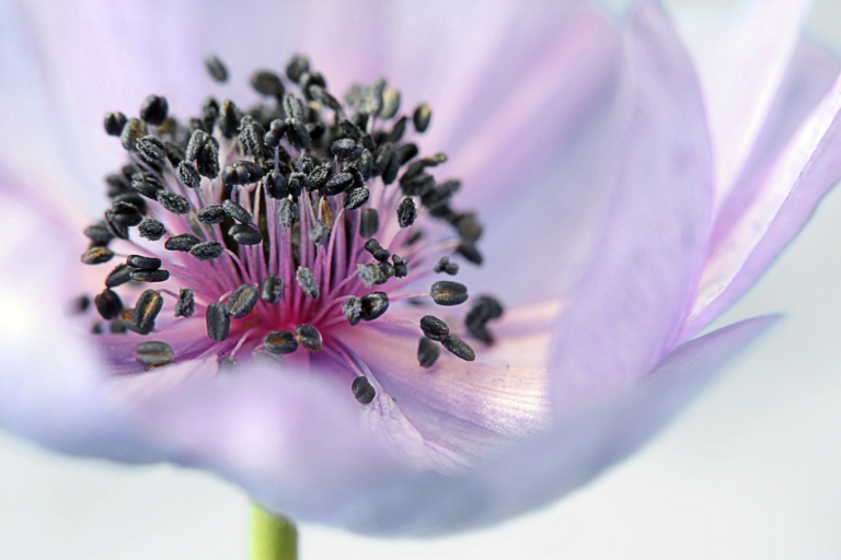 anemone-179006_1920