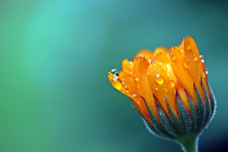 marigold-1568646_1920
